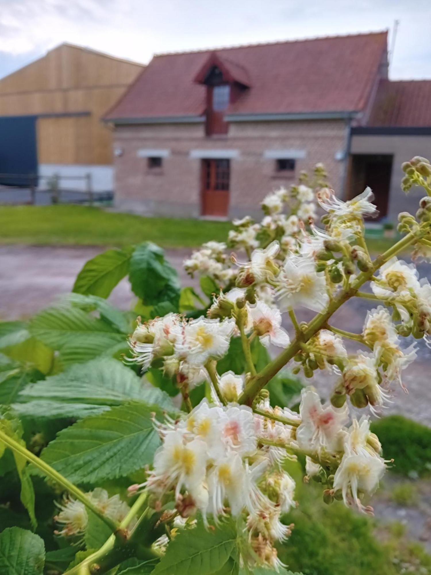 Gite Ferme Du Marronnier Derchigny Екстер'єр фото